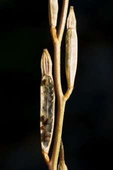 Silique (upper with ovary wall intact; lower with ovary wall removed revealing seeds, replum, and membrane) [Raphinus sativus; Brassicaceae]